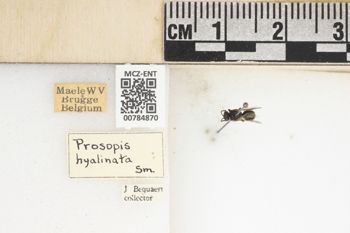 Media type: image;   Entomology 784870 Aspect: labels